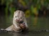 Lontra com leucismo registrada no Pantanal concorre a prêmio internacional de fotografia