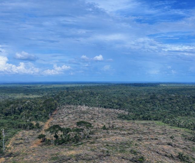 Instituto de Proteção Ambiental do Amazonas embarga área desmatada equivalente a 49 campos de futebol em Apuí