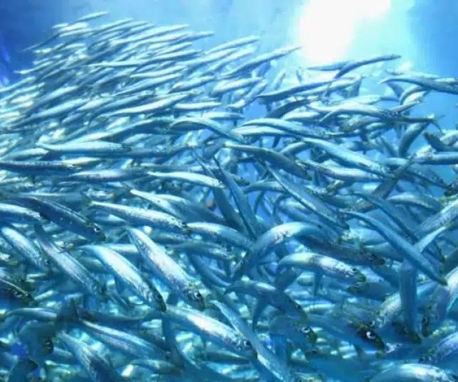Aquecimento dos oceanos pode reduzir população de peixes em até 20% ao ano, aponta estudo
