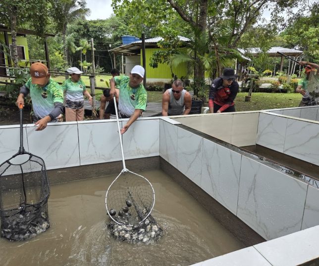 Mais de 56 mil filhotes de quelônios são soltos em comunidades da RDS do Uatumã em 2026