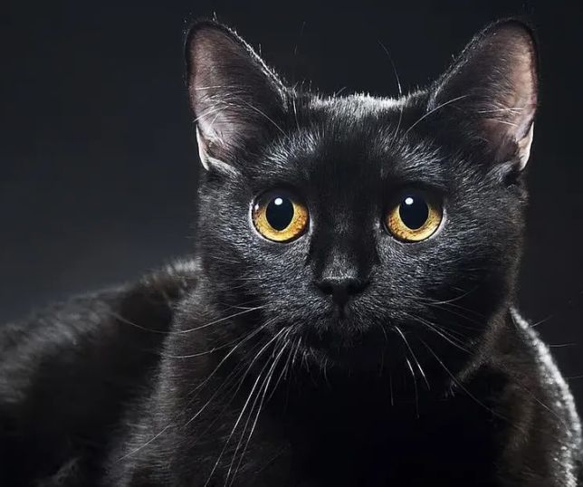 Sexta-feira 13: origem do mito que transformou a data em símbolo de azar