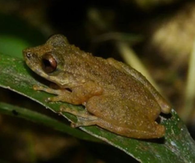 Nova espécie de perereca é descoberta no Cerrado mineiro e reforça alerta sobre preservação
