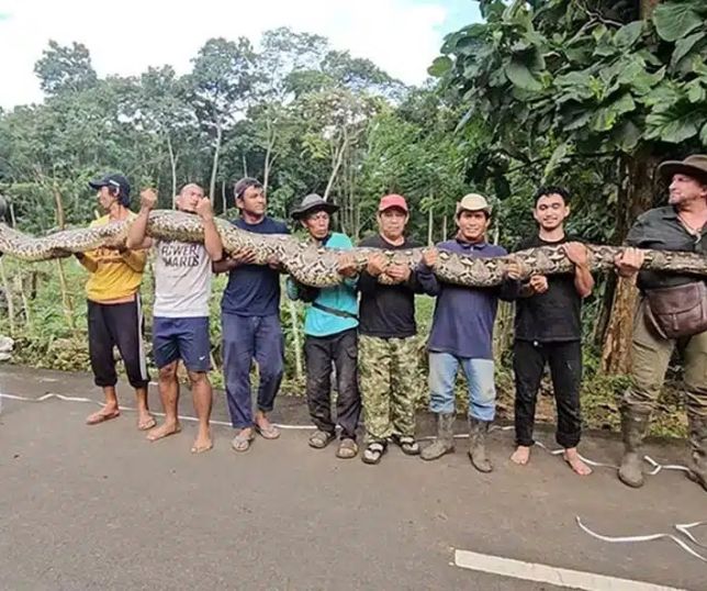 Maior cobra selvagem já medida entra para o Guinness com mais de 7 metros