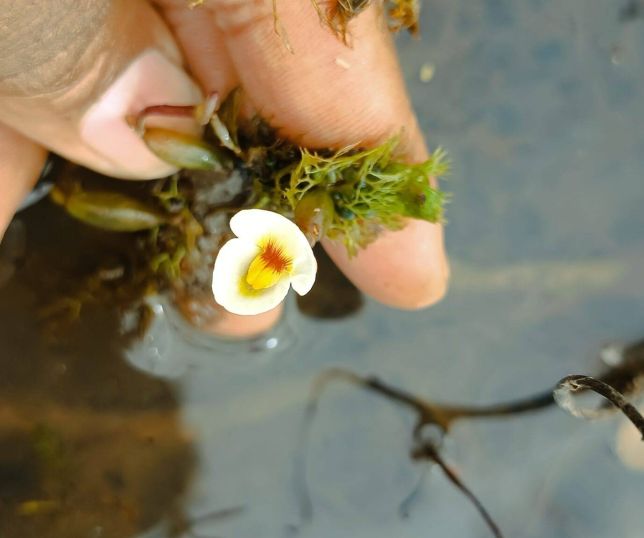 Planta carnívora rara volta a ser registrada no Nordeste após décadas sem aparições