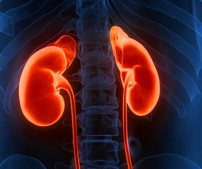 Hábitos simples ajudam a proteger os rins e manter o corpo em equilíbrio