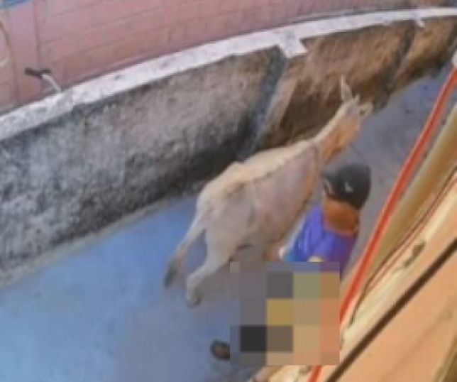 Homem é flagrado por câmera abusando de jumenta em Ilha de Itamaracá, em Pernambuco. VEJA VÍDEO