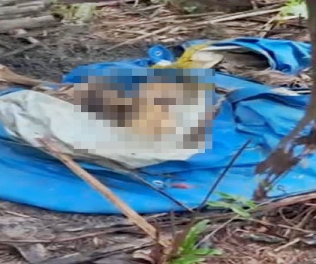 IMAGENS FORTES! Moradores acionam polícia após encontro macabro de ossada humana em área de mata na rodovia AM-010. VEJA VÍDEO