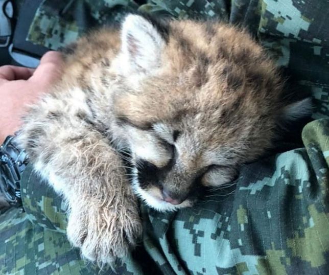 Quando é melhor matar do que ferir: a contradição do novo decreto ambiental