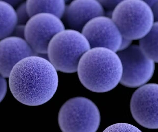 Staphylococcus aureus resistente: a bactéria que já circula na comunidade