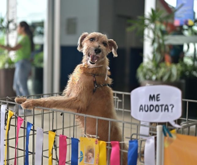 Evento gratuito em Manaus oferece adoção de pets e vacinação para cães e gatos