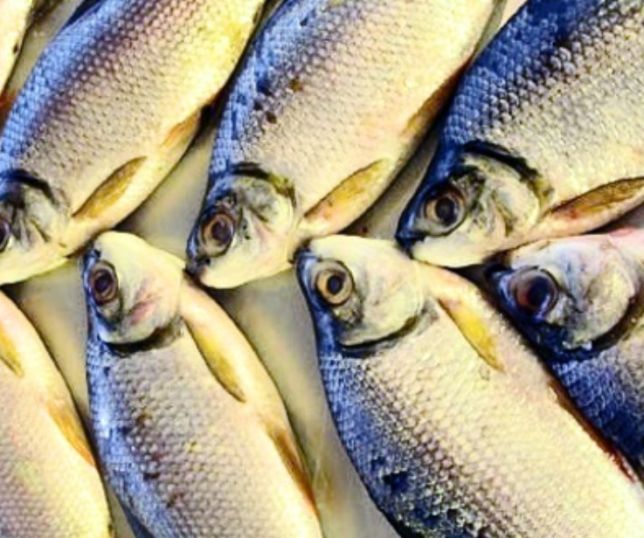 Prefeitura de Manaus faz entrega de peixes nesta terça na Zona Norte