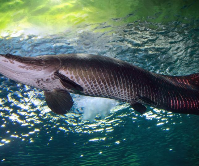 Ibama classifica pirarucu como invasor fora da Amazônia e decisão gera reação no setor