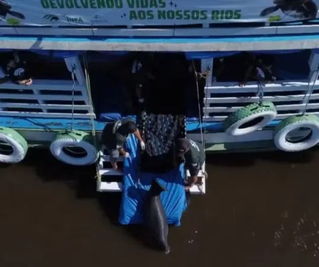 Após até 10 anos de cuidados, peixes-bois voltam à natureza no Amazonas