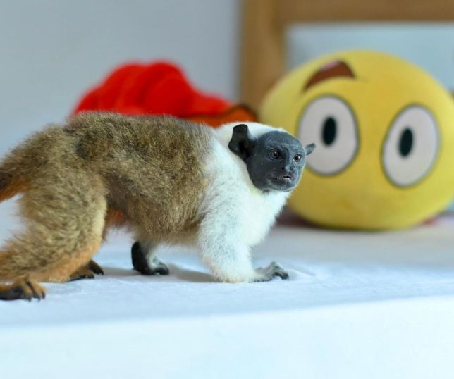 Símbolo de Manaus, sauim-de-coleira é resgatado pelo Ipaam no bairro Nova Cidade