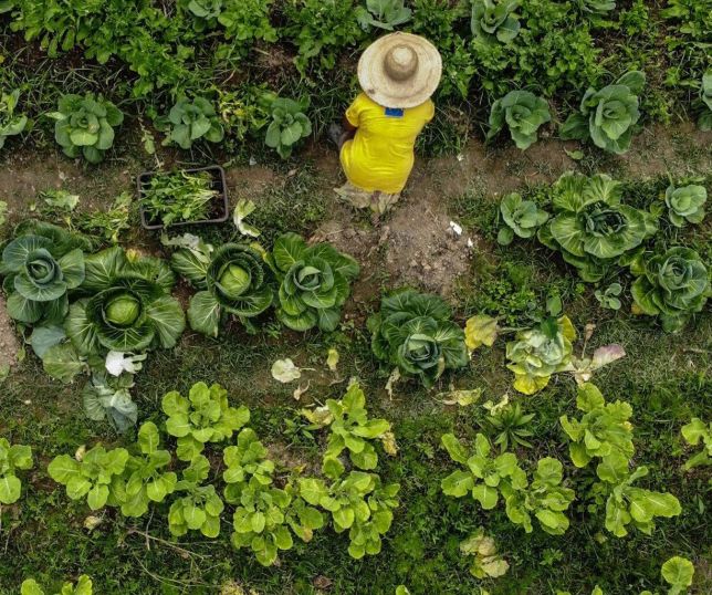 Ano Internacional da Agricultora 2026 propõe nova agenda para fortalecer mulheres no campo na América Latina