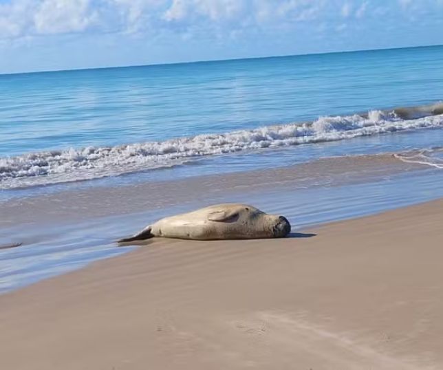Elefante-marinho Leôncio desaparece após aparições raras em Maceió