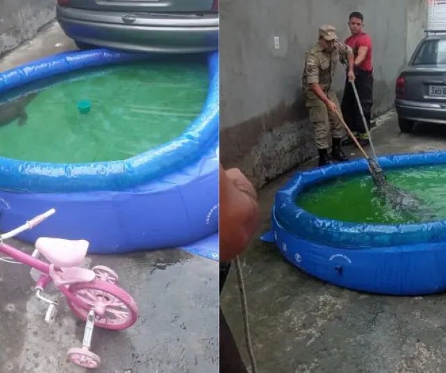 Jacaré é resgatado após aparecer em piscina infantil em bairro de Manaus. VEJHA VÍDEO