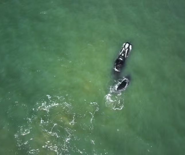Criação de maior parque marinho do Brasil vira guerra política e ameaça proteção de espécie em risco