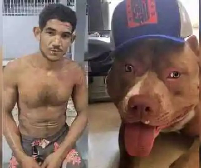 Tentativa de crime termina mal: suspeito é atacado por cachorro e ainda leva bronca da mãe no Maranhão. VEJA VÍDEO