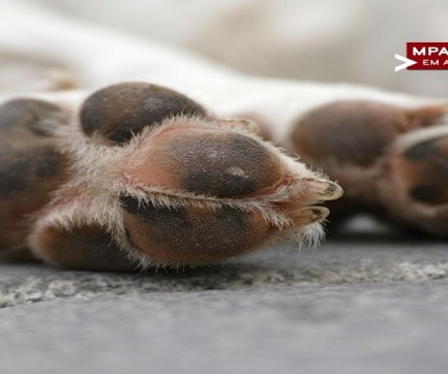 Ministério Público do Amazonas denuncia homem que matou dois cachorros com golpes de pé de cabra em Pauini, interior do Amazonas. VEJA REPORTAGEM DO 'PORTAL DO ZACARIAS' AO VIVO