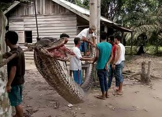 Cobras desenvolvem hábito macabro de devorar umas às outras, aponta pesquisa