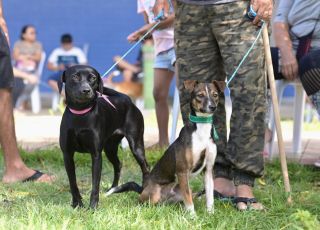 Castramóvel da Sepet inicia agendamento para castração de animais no Coroado, Zona Leste de Manaus