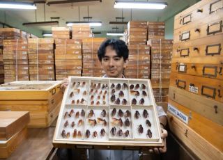 Conhecido como 'Rei das baratas' cientista filipino descobre 15 espécies do inseto