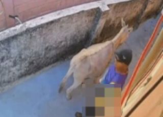 Homem é flagrado por câmera abusando de jumenta em Ilha de Itamaracá, em Pernambuco. VEJA VÍDEO
