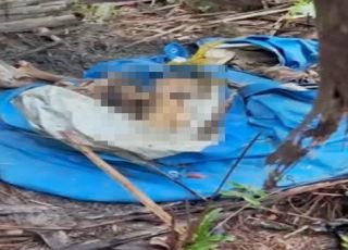 IMAGENS FORTES! Moradores acionam polícia após encontro macabro de ossada humana em área de mata na rodovia AM-010. VEJA VÍDEO