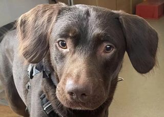 Abrigo luta para recuperar cachorrinho com abstinência de álcool