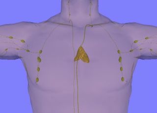 Órgão 'esquecido' do corpo pode estar por trás de câncer e morte precoce e descoberta assusta cientistas