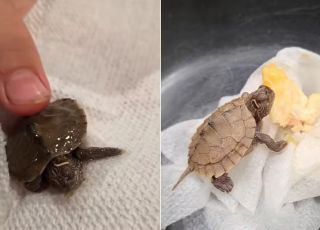 Surpresa chocante: família encontra filhote de tartaruga vivo dentro de peixe durante preparo de refeição