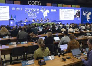 Brasil endurece regras e amplia proteção ao tubarão-azul, espécie ameaçada globalmente