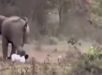 Homem escapa com vida após ataque brutal de elefante na Índia. VEJA VÍDEO