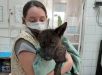 Atropelamento revela híbrido entre cachorro e raposa, algo jamais visto antes