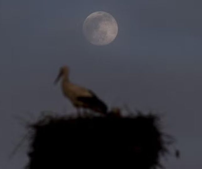 Lua Rosa marca primeira lua cheia da primavera e do outono em 1º de abril e traz tradições antigas