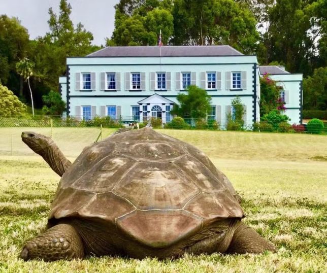 Jonathan está vivo: morte do animal mais velho do mundo era pegadinha 