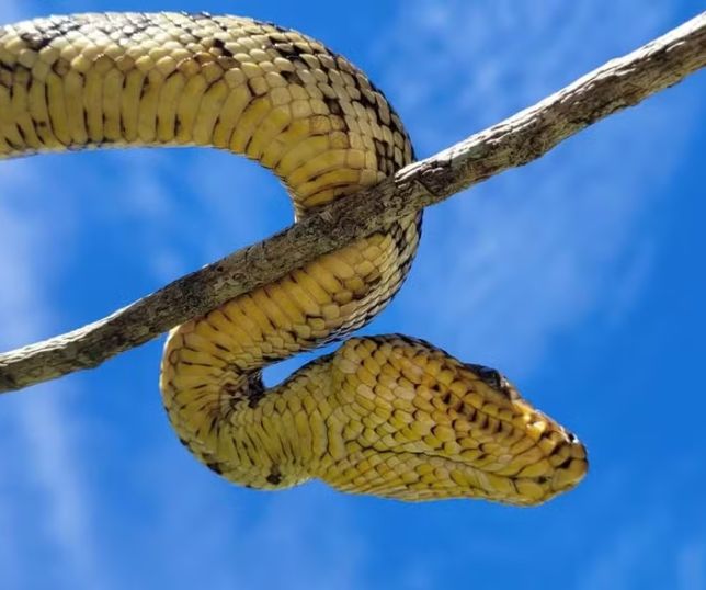 Filhote da jiboia mais rara do mundo é encontrado vivo em São Paulo