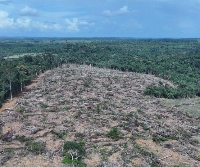 Operação Tamoiotatá 6: Segunda etapa é concluída com mais de R$ 32 milhões em multas por infrações ambientais