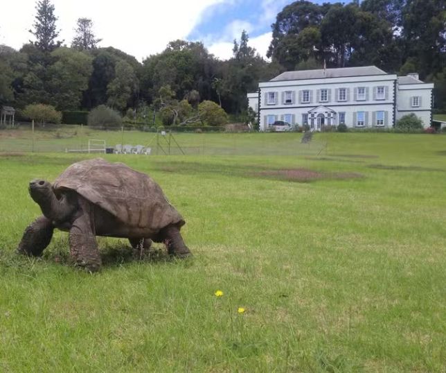 Boato sobre morte de tartaruga mais velha do mundo é desmentido