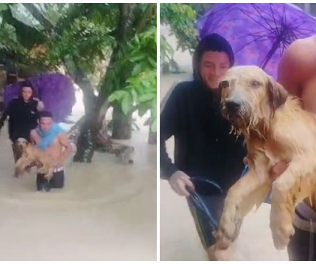 Dois moradores arriscam a própria vida para salvar cachorro que estava morrendo afogado em área alagada na comunidade Santa Marta, Zona Norte de Manaus. VEJA VÍDEOS