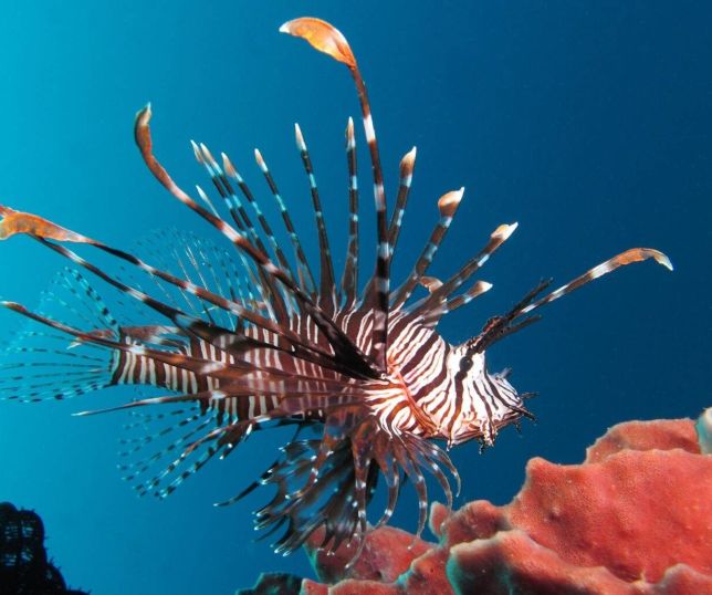 Ibama estabelece regras para conter bioinvasão no litoral brasileiro