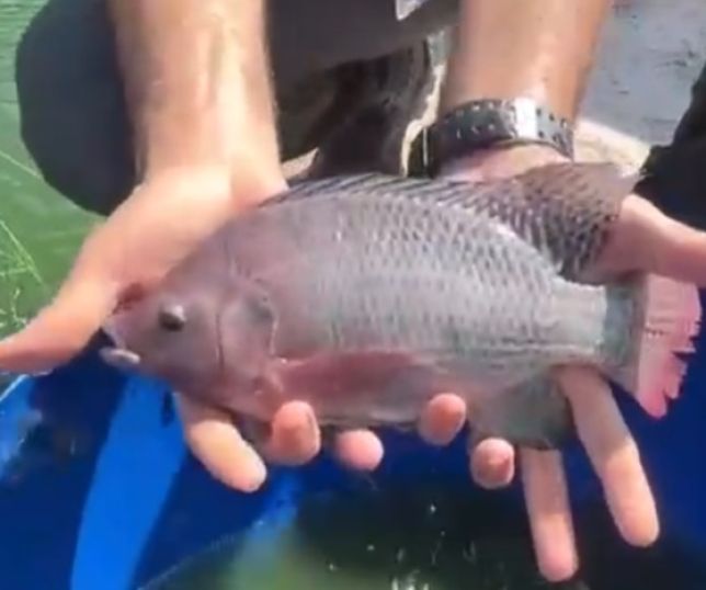 Produtor do Piauí usa água de poço salino para criar Tilápia e Camarão