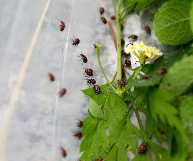 Projeto em Belo Horizonte aposta em joaninhas para combater pragas de forma sustentável