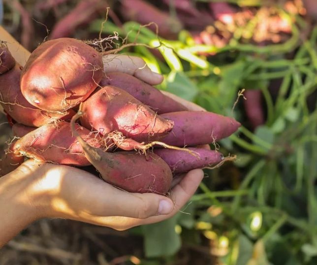 Assar batata-doce ajuda a preservar nutrientes e pode aumentar seus benefícios nutricionais