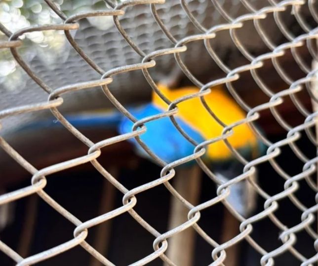 PF deflagra operação contra comércio ilegal de aves silvestres no Espírito Santo