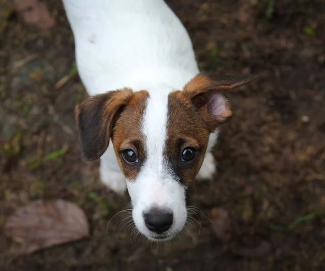 Fox paulistinha e fila não são a mesma coisa e isso explica a ''fila de raças puras'', diz especialista