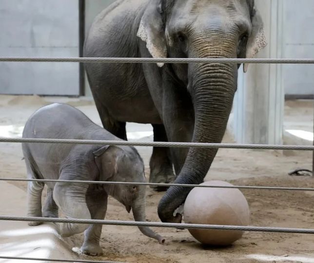 Elefantinha rejeitada pela mãe ganha nova ''madrasta'' em zoológico e chama atenção nas redes