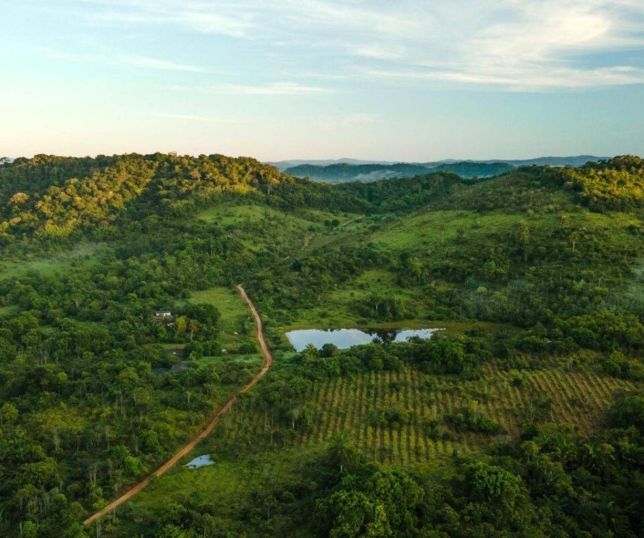 WWF-Brasil e Fundação Copaíba aderem ao Pacto pela Mata Atlântica para ampliar ações de restauração