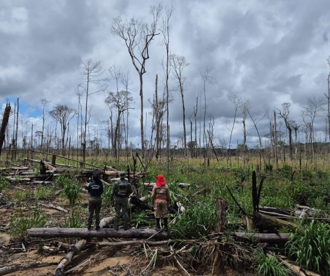 Ipaam conclui 3ª etapa da Operação Tamoiotatá 6 com mais de R$ 10 milhões em multas no sul do Amazonas